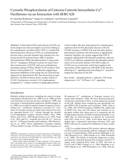 Cytosolic Phosphorylation of Calnexin Controls Intracellular Ca2ϩ Oscillations Via an Interaction with Serca2b H