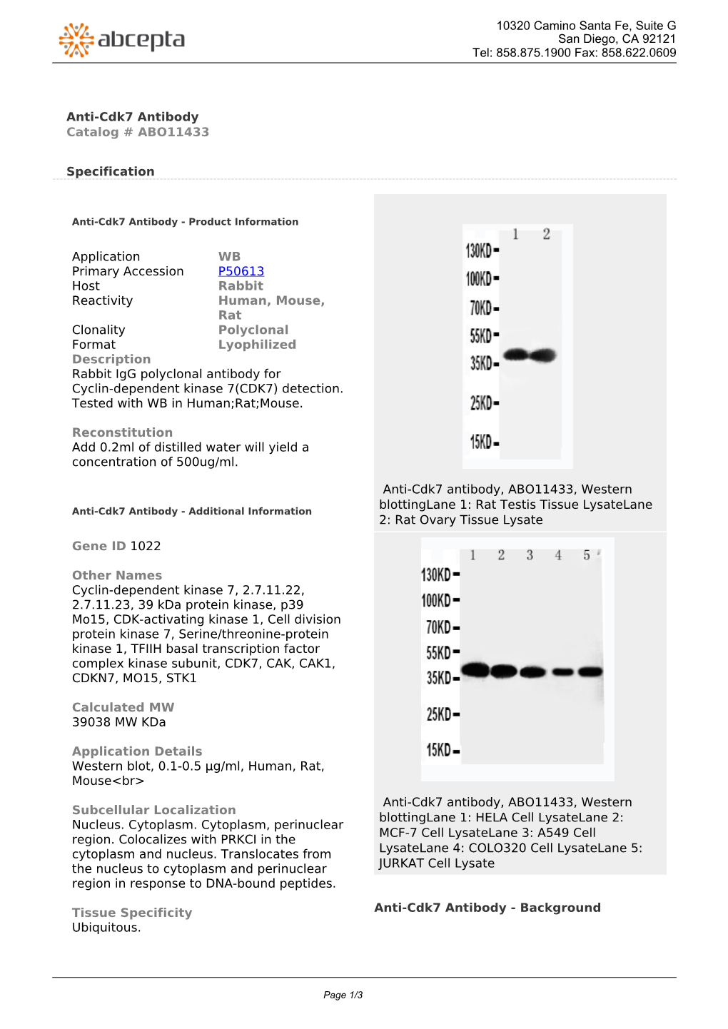 Anti-Cdk7 Antibody Catalog # ABO11433