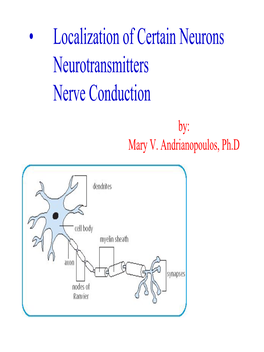 Nerve Cell Impulses