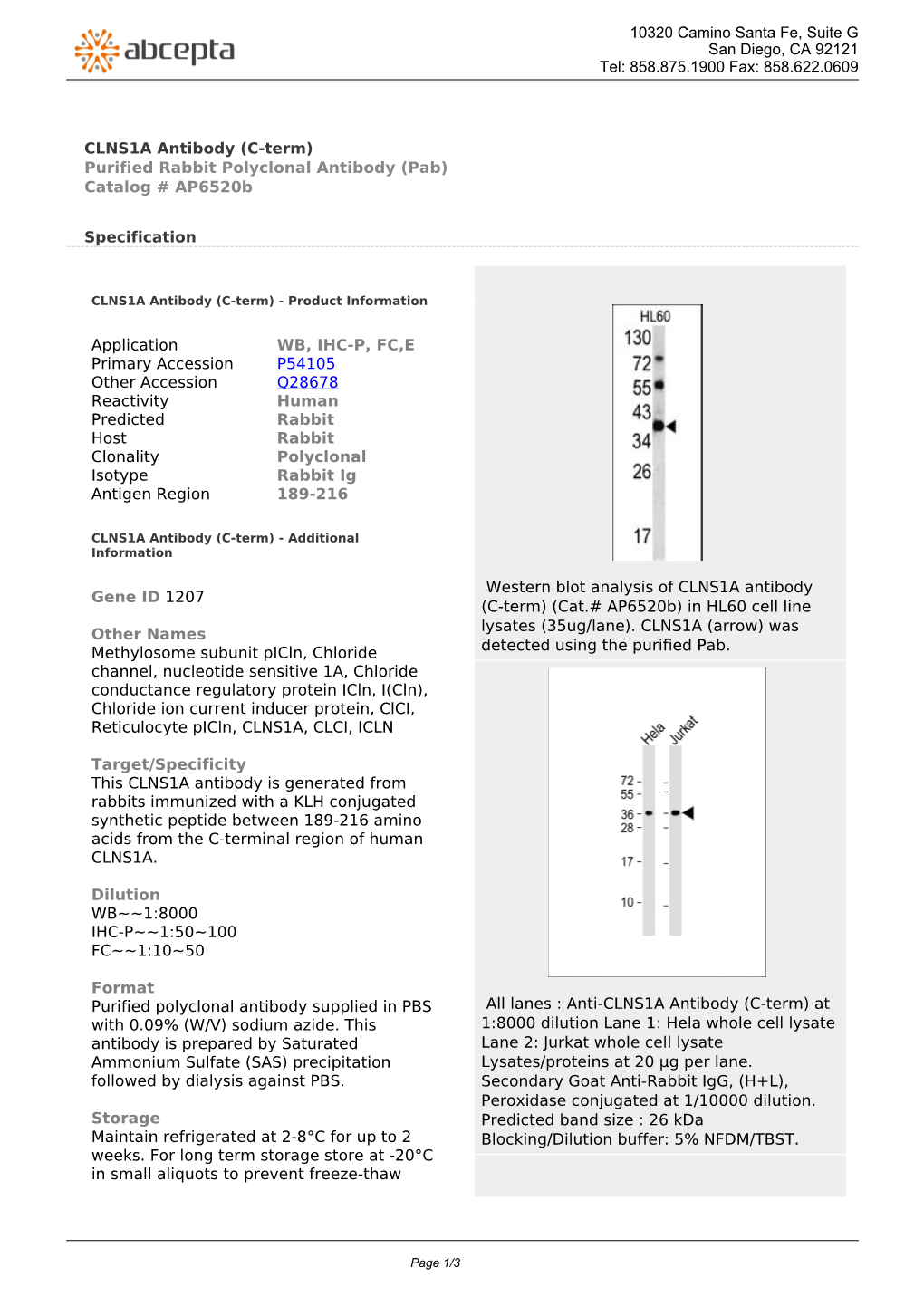 CLNS1A Antibody (C-Term) Purified Rabbit Polyclonal Antibody (Pab) Catalog # Ap6520b