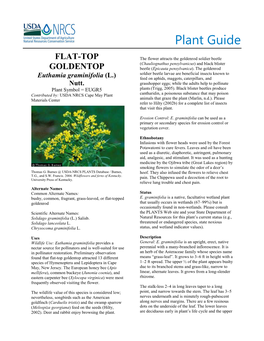 Flat-Top Goldentop (Euthamia Graminifolia) Plant Guide