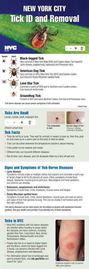 NEW YORK CITY Tick ID and Removal