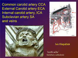 Arteria Carotis Externa ACE External Carotid Artery