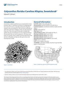 Calycanthus Floridus Carolina Allspice, Sweetshrub1
