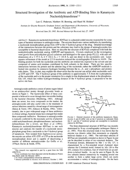 Structural Investigation of the Antibiotic and ATP-Binding Sites in Kanamycin Nucleotidyltransferase+Y$