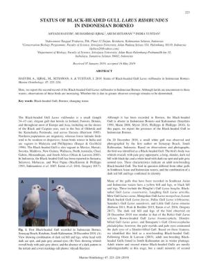 Status of Black-Headed Gull Larus Ridibundus in Indonesian Borneo