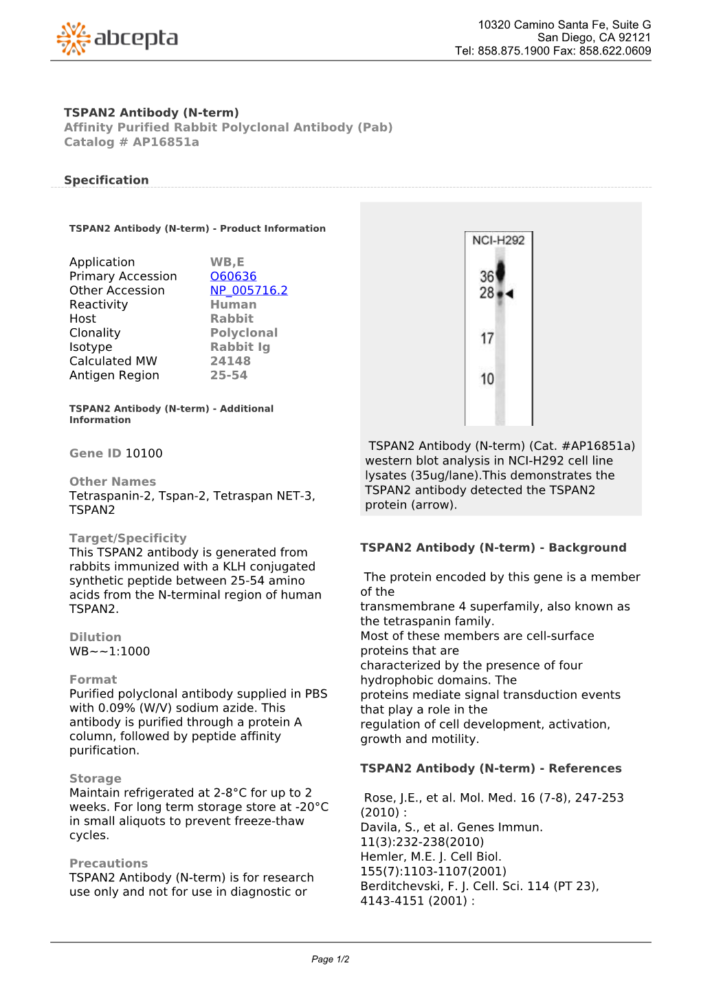 TSPAN2 Antibody (N-Term) Affinity Purified Rabbit Polyclonal Antibody (Pab) Catalog # Ap16851a