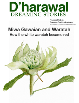 Miwa Gawaian and Waratah How the White Waratah Became Red Miwa Gawaian and Waratah How the White Waratah Became Red