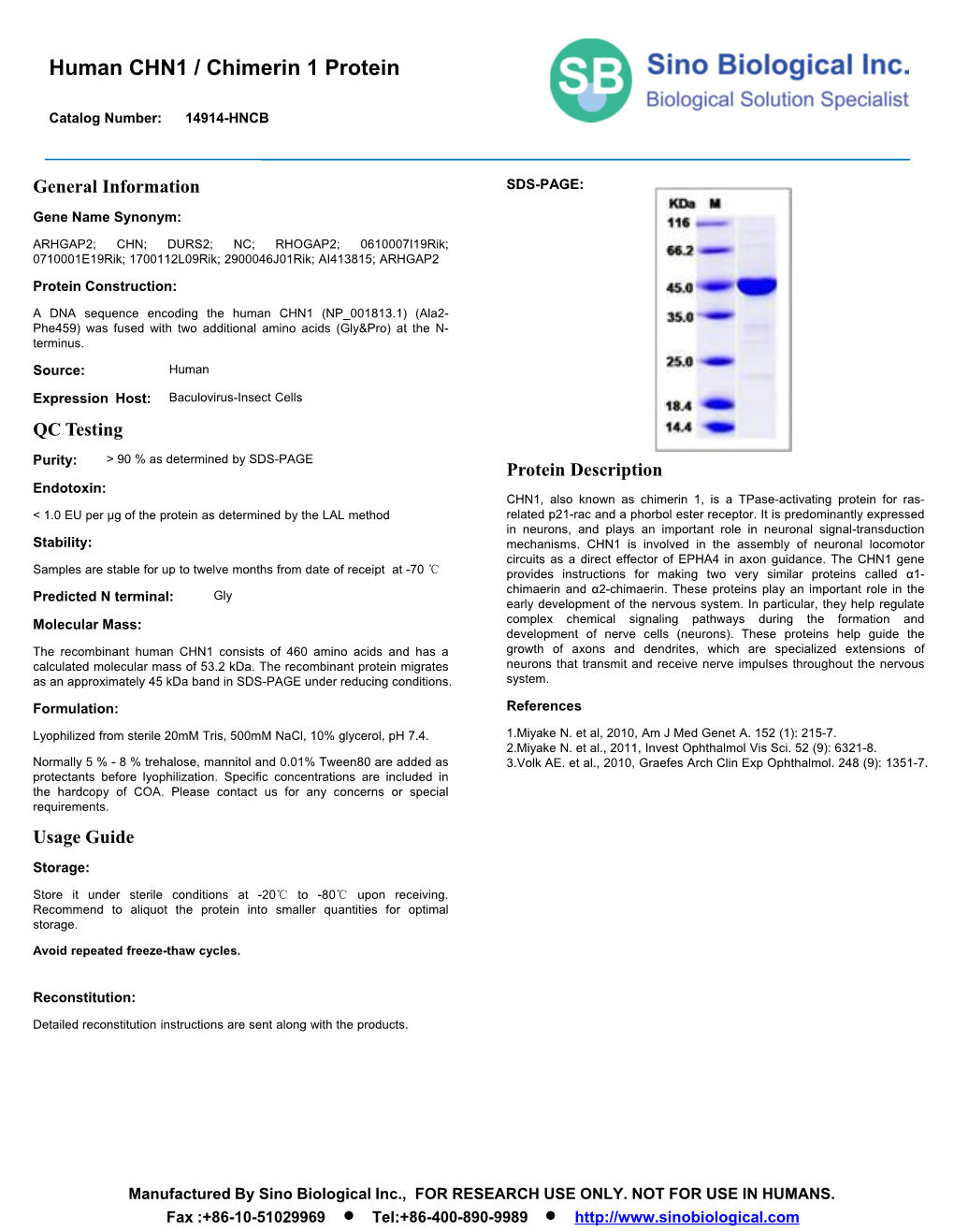 Human CHN1 / Chimerin 1 Protein