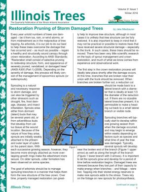 Restoration Pruning of Storm Damaged Trees
