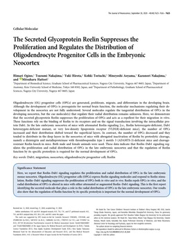 The Secreted Glycoprotein Reelin Suppresses the Proliferation and Regulates the Distribution of Oligodendrocyte Progenitor Cells in the Embryonic Neocortex