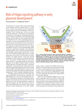 Role of Hippo Signaling Pathway in Early Placental Development COMMENTARY Francesca Soncina,B and Mana M