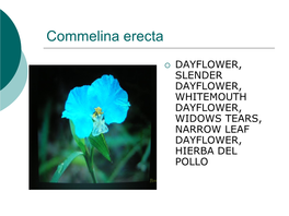 Commelina Erecta