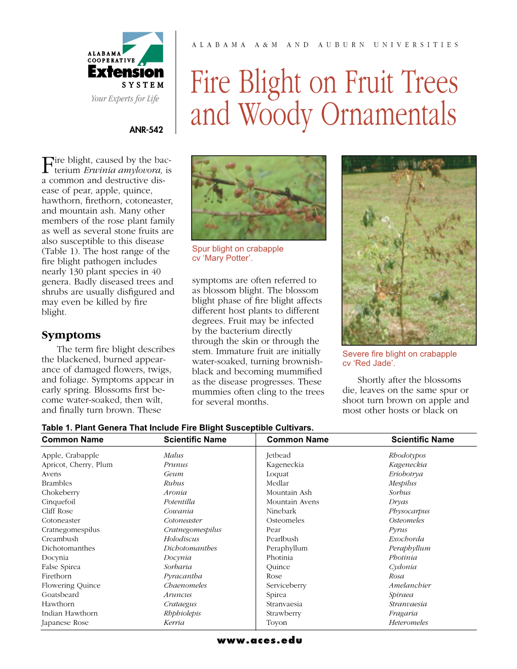 Cherry Fire Blight