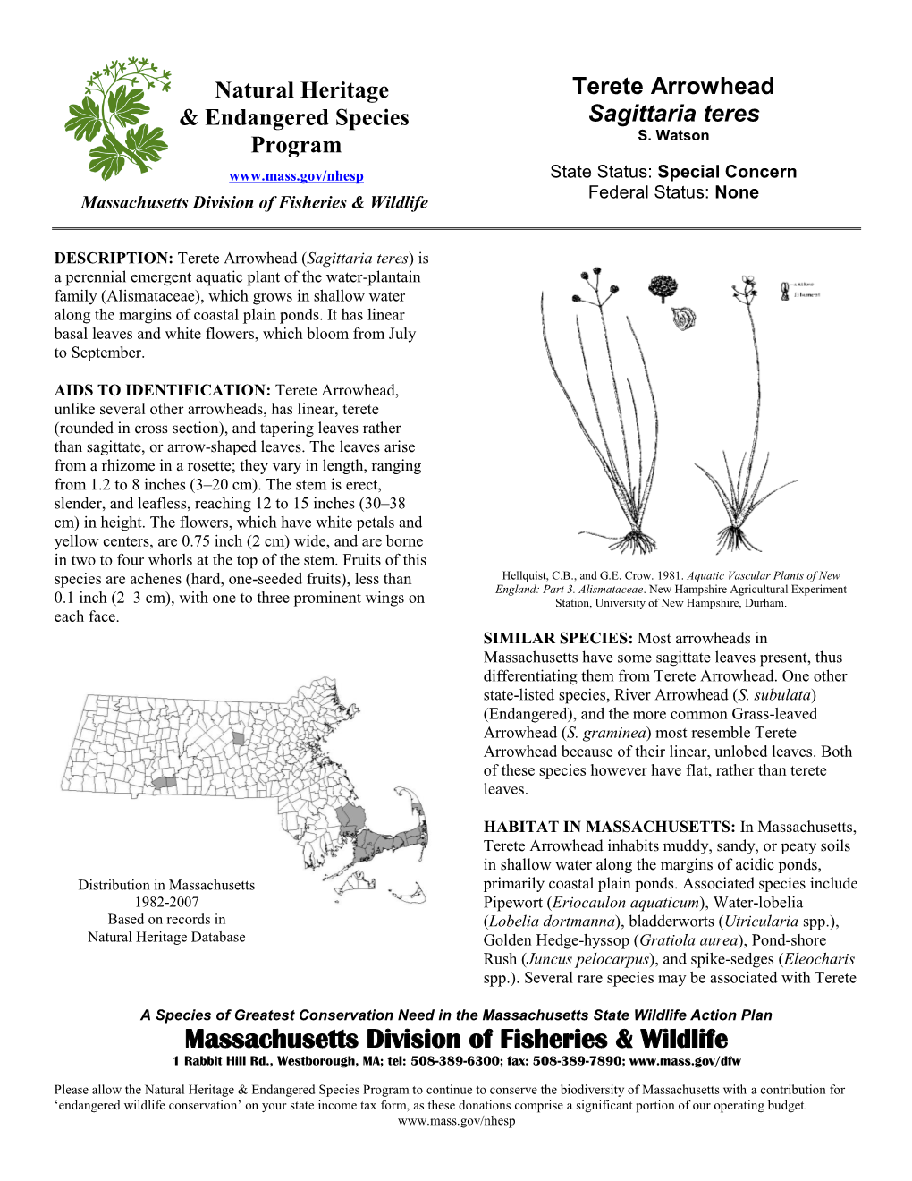 Terete Arrowhead & Endangered Species Sagittaria Teres S