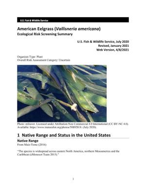 American Eelgrass (Vallisneria Americana) ERSS