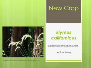 Elymus Californicus