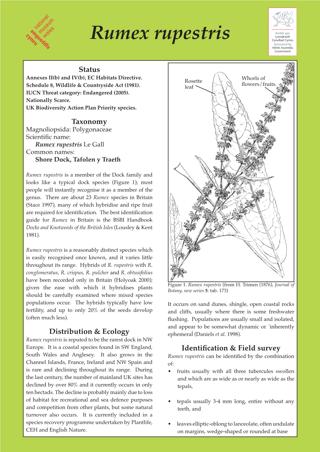 Rumex Rupestris