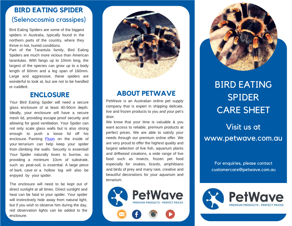 Bird Eating Spider | Care Sheet