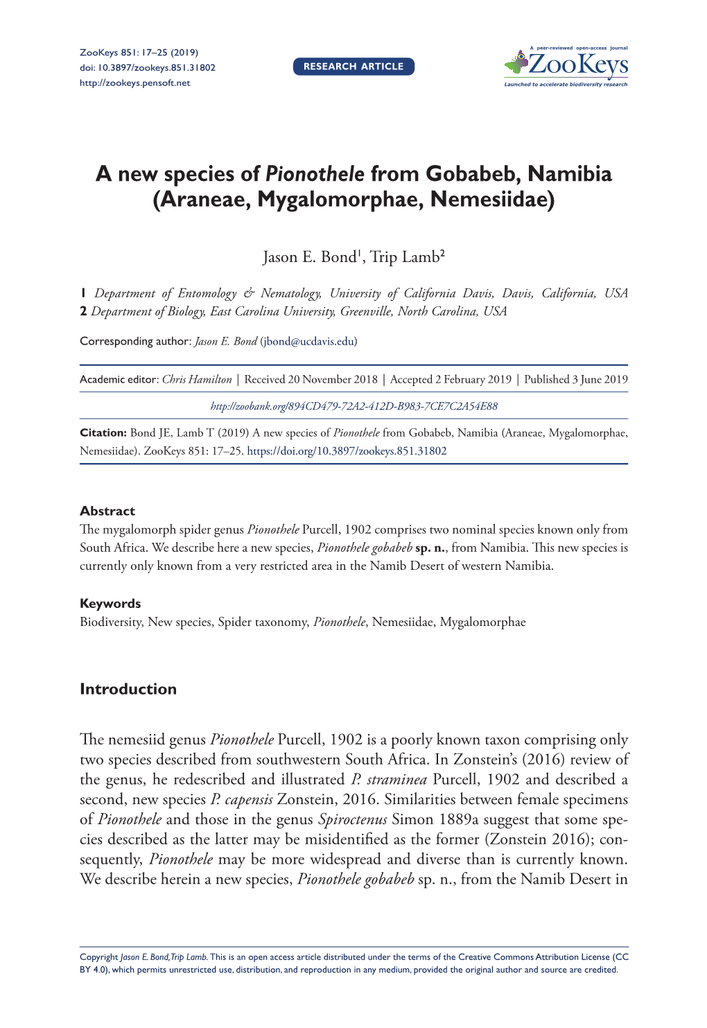 A New Species of Pionothele from Gobabeb, Namibia (Araneae, Mygalomorphae, Nemesiidae)