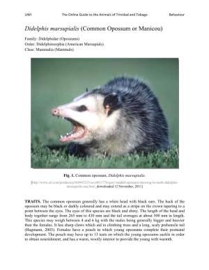 Common Opossum Or Manicou)