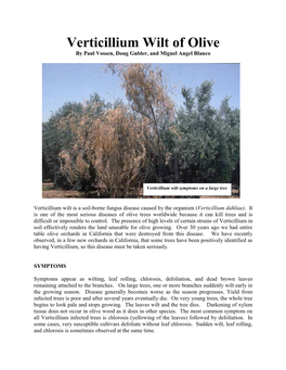 Verticillium Wilt of Olive by Paul Vossen, Doug Gubler, and Miguel Angel Blanco