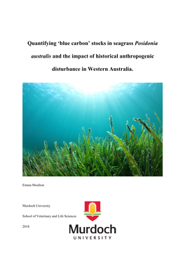 Stocks in Seagrass Posidonia Australis and the Impact of Historical