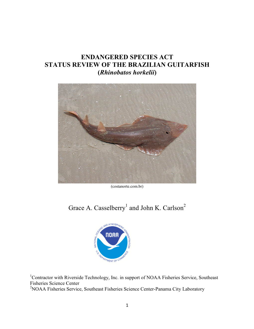 ENDANGERED SPECIES ACT STATUS REVIEW of the BRAZILIAN GUITARFISH (Rhinobatos Horkelii)