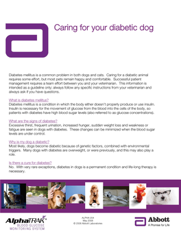 Caring for Your Diabetic Dog
