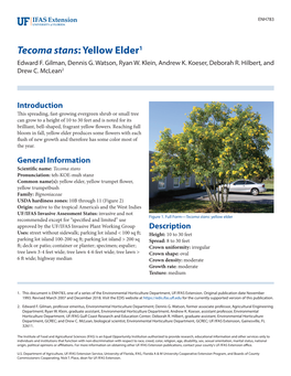 Tecoma Stans: Yellow Elder1 Edward F