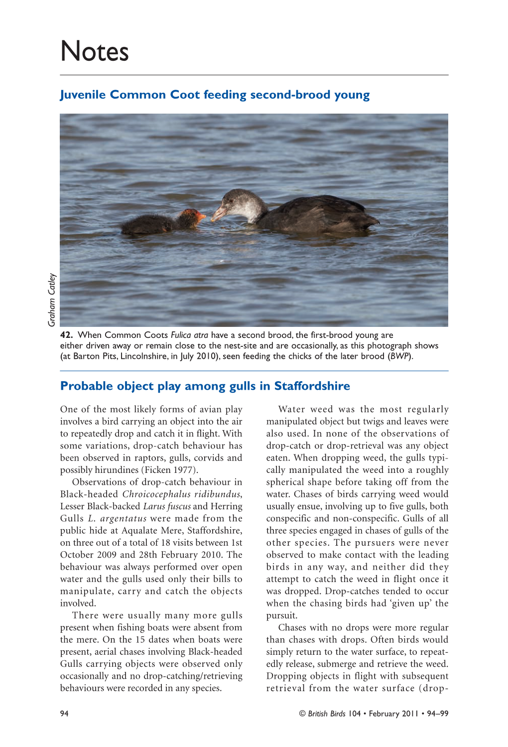 Probable Object Play Among Gulls in Staffordshire Juvenile Common