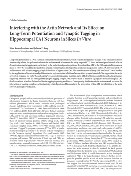 Interfering with the Actin Network and Its Effect on Long-Term Potentiation and Synaptic Tagging in Hippocampal CA1 Neurons in Slices in Vitro