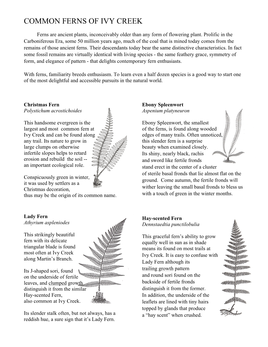 Ferns of Ivy Creek