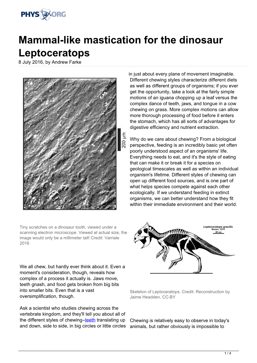 Mammal-Like Mastication for the Dinosaur Leptoceratops 8 July 2016, by Andrew Farke