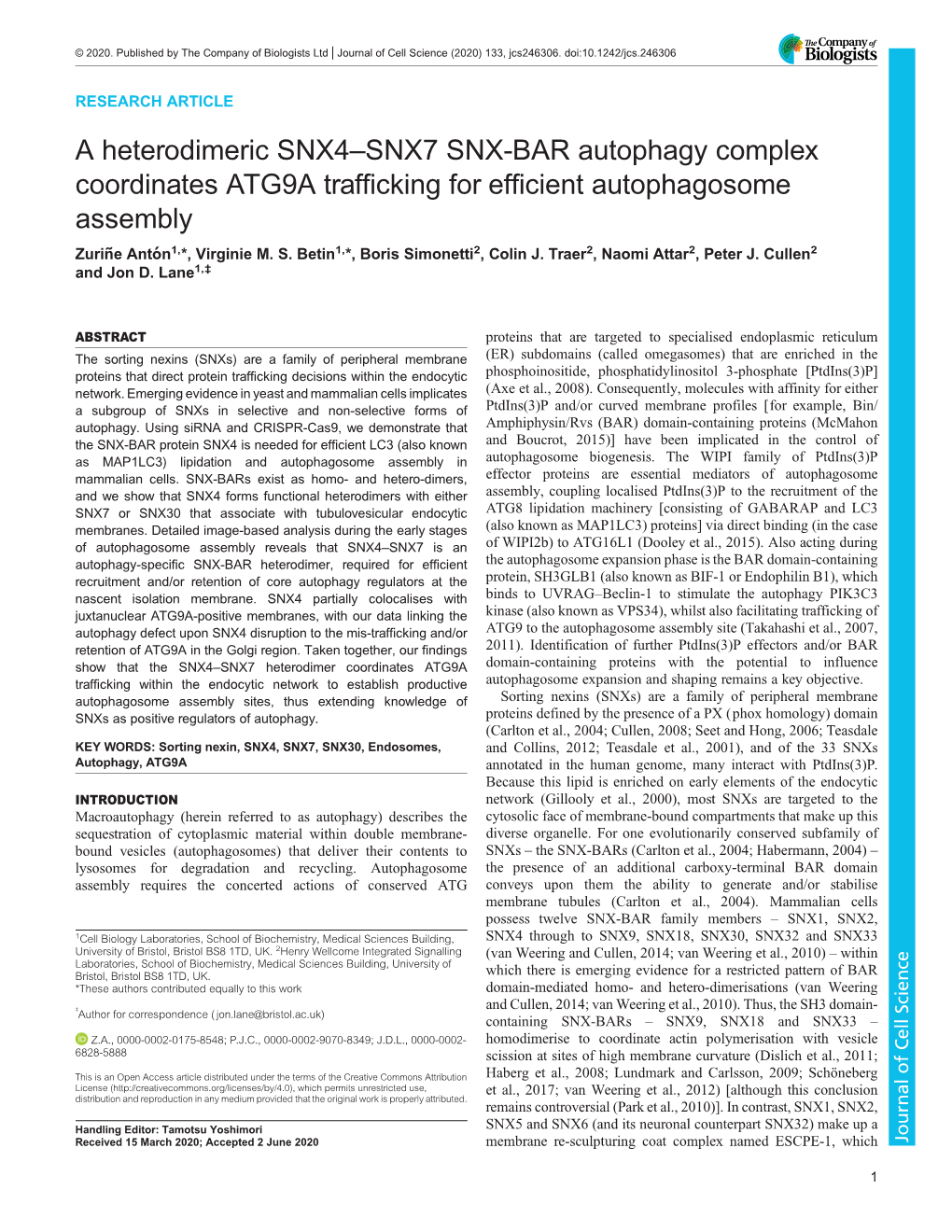 A Heterodimeric SNX4–SNX7 SNX-BAR Autophagy Complex Coordinates ATG9A Trafficking for Efficient Autophagosome Assembly Zuriñe Antón1,*, Virginie M
