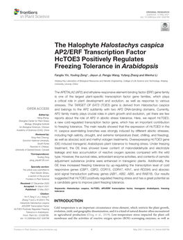 The Halophyte Halostachys Caspica AP2/ERF Transcription Factor Hctoe3 Positively Regulates Freezing Tolerance in Arabidopsis