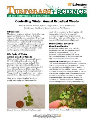 Controlling Winter Annual Broadleaf Weeds