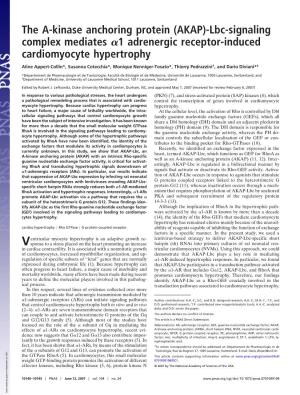 The A-Kinase Anchoring Protein (AKAP)-Lbc-Signaling Complex Mediates ␣1 Adrenergic Receptor-Induced Cardiomyocyte Hypertrophy