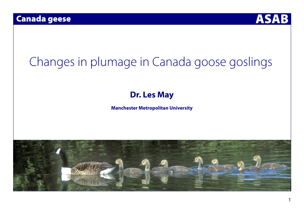 ASAB Changes in Plumage in Canada Goose Goslings