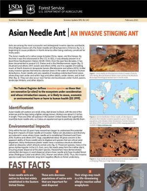 Asian Needle Ant | an INVASIVE STINGING ANT