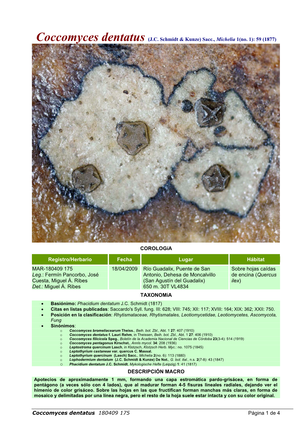 Coccomyces Dentatus (J.C