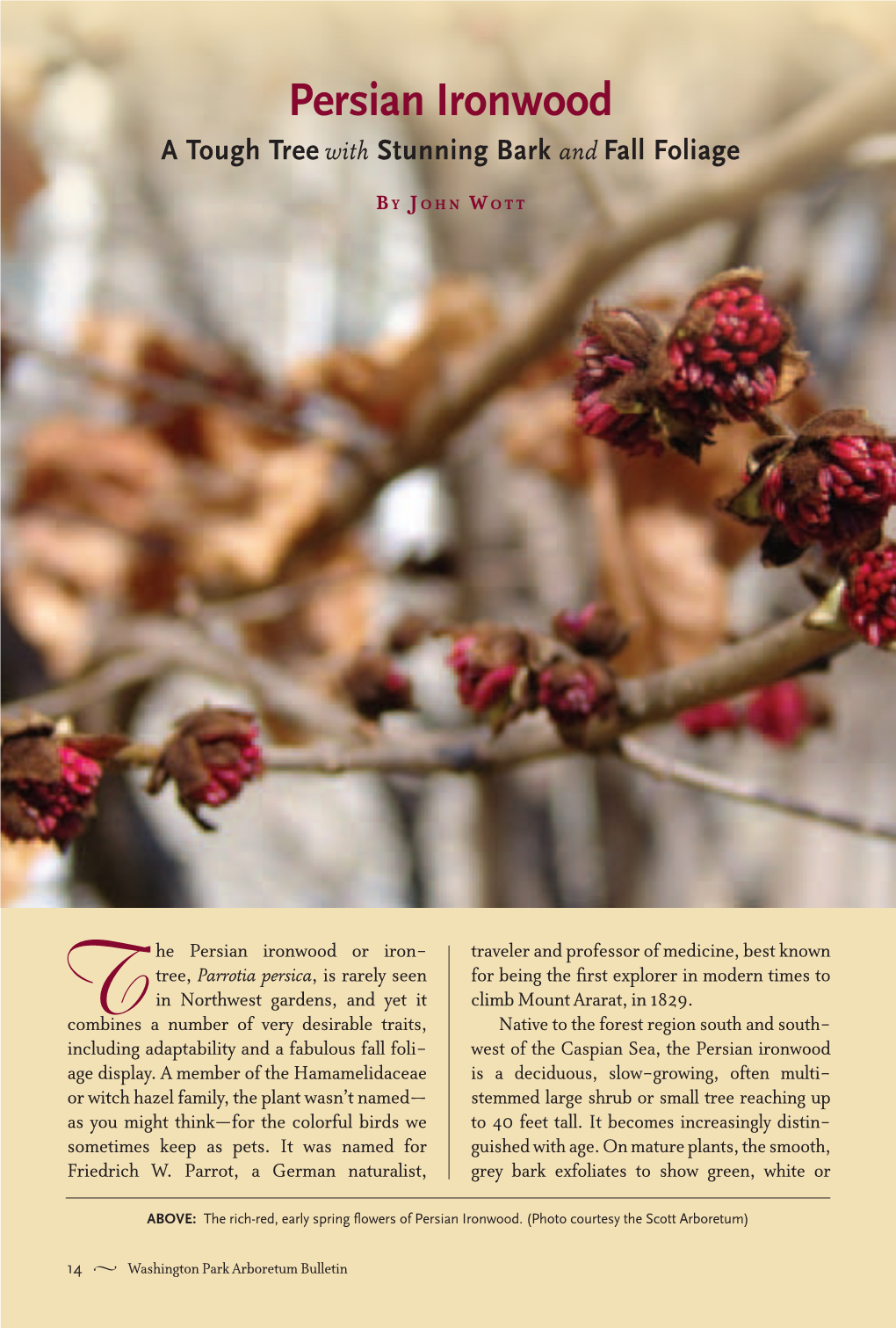 Persian Ironwood a Tough Tree with Stunning Bark and Fall Foliage