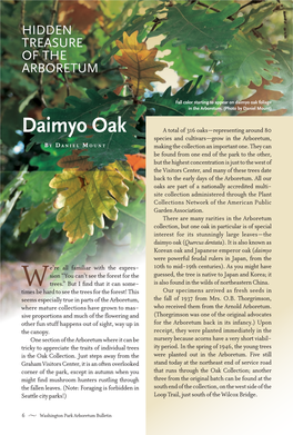 Daimyo Oak Foliage in the Arboretum