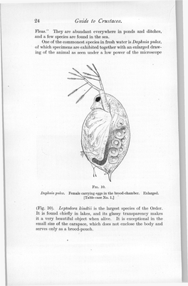 24 Guide to Crustacea