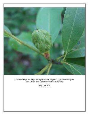 Sweetbay Magnolia (Magnolia Virginiana Var