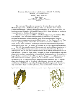 Inventory of the Seaweeds of Lake Montauk (41.0601 N -71.9206 W) Montauk, East Hampton Town Suffolk County, New York Final Report Larry B