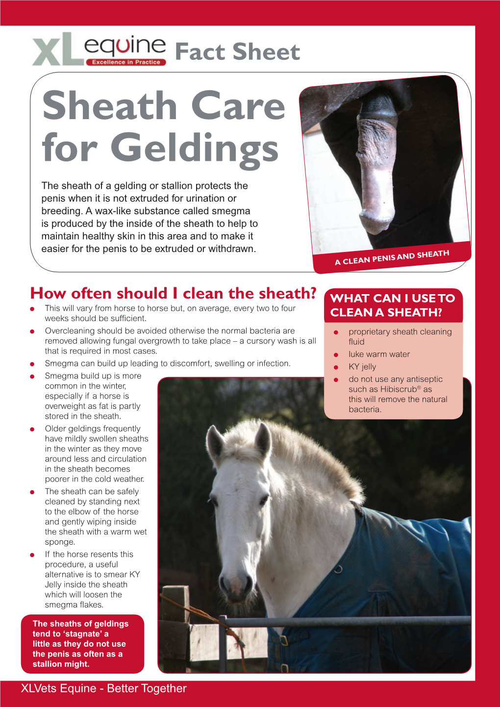 Sheath Care for Geldings the Sheath of a Gelding Or Stallion Protects the Penis When It Is Not Extruded for Urination Or Breeding