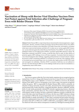 Vaccination of Sheep with Bovine Viral Diarrhea Vaccines Does Not Protect Against Fetal Infection After Challenge of Pregnant Ewes with Border Disease Virus