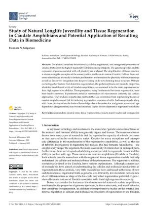 Study of Natural Longlife Juvenility and Tissue Regeneration in Caudate Amphibians and Potential Application of Resulting Data in Biomedicine