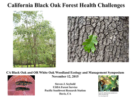 California Black Oak Forest Health Challenges
